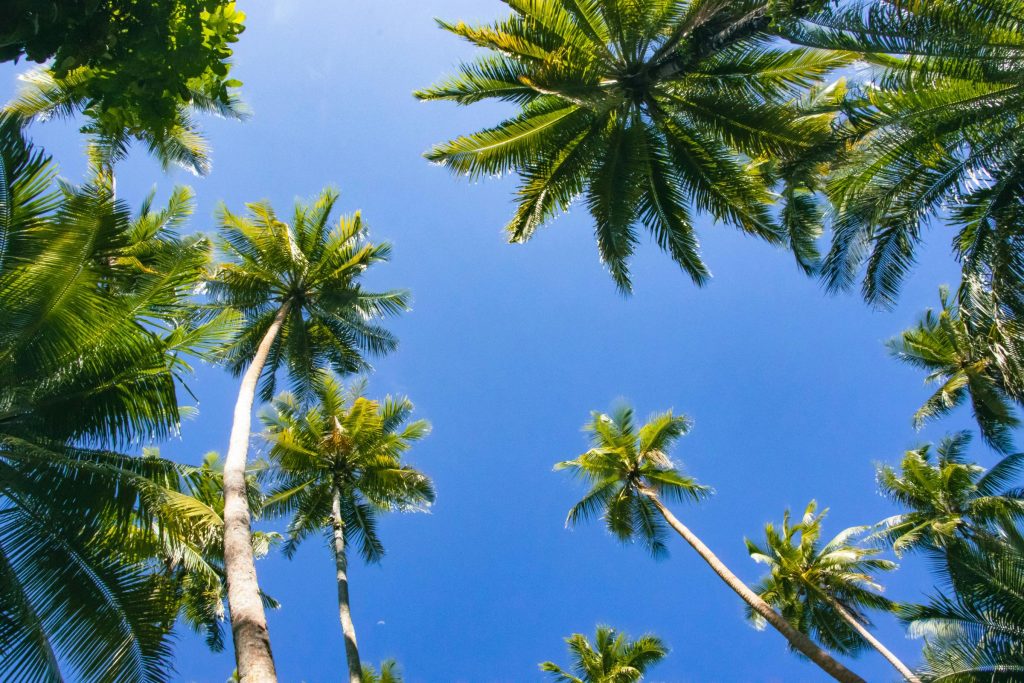 Navigating the Loan Landscape: A Comprehensive Guide to Major Banks in Papua New Guinea - Como solicitar empréstimo na Papua Nova Guiné