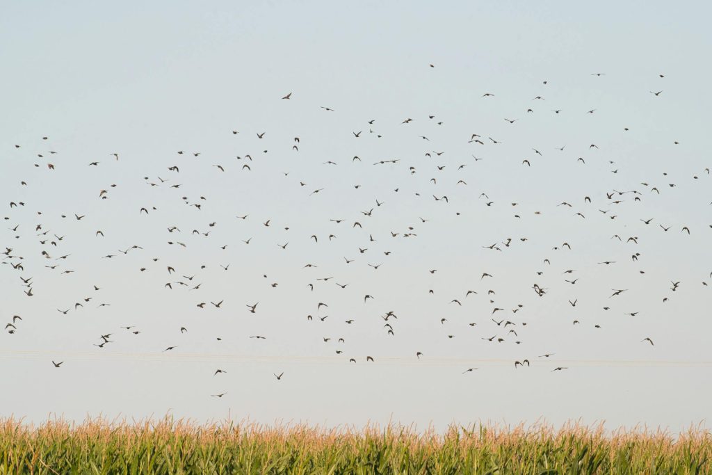 Navigating Loan Options in Slovakia: A Comprehensive Guide to Slovenská sporiteľňa, VUB Banka, and More - Como solicitar empréstimo na Eslováquia